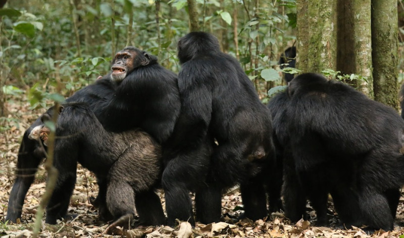 युद्धको विकासवादी जरा चिम्पाञ्जीलाई सोध्नू