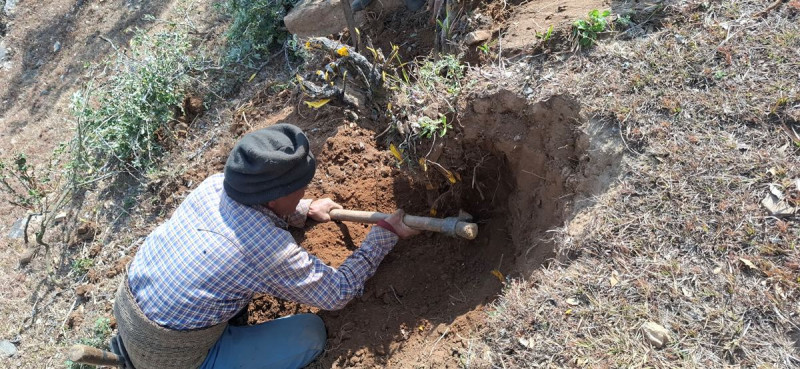 कर्णालीमा चुत्रो प्रजातिको जडिबुटी मासिने जोखिम