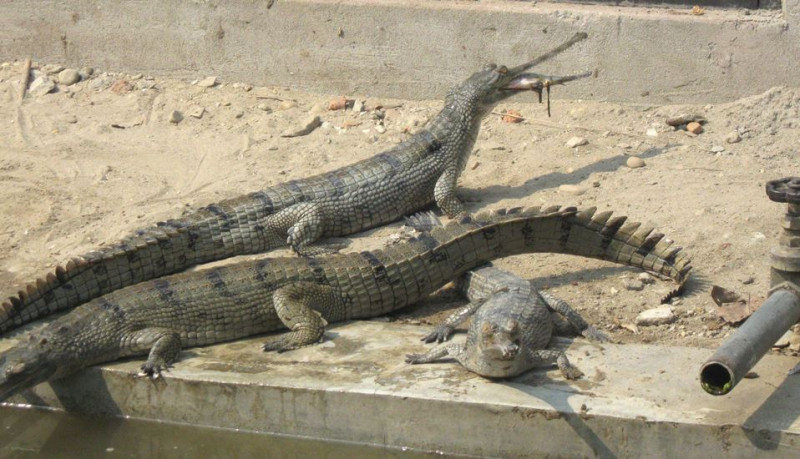 घडियालको गुँड खोज्दै निकुञ्ज