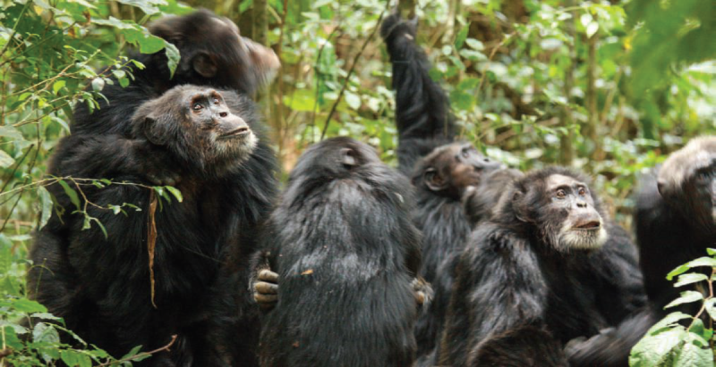 जंगली चिम्पान्जीहरूबीचको गृहयुद्ध
