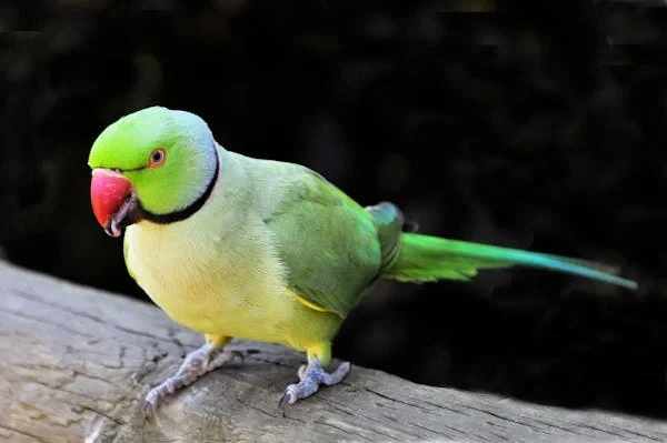 साथीको सिको गर्ने जङ्गली सुगाहरू