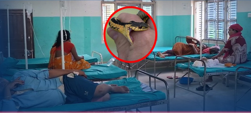 सर्पदंशका बिरामीको चाप, नवलपुर केन्द्रको आइसीयु र भेन्टिलेटर प्रयोगविहीन