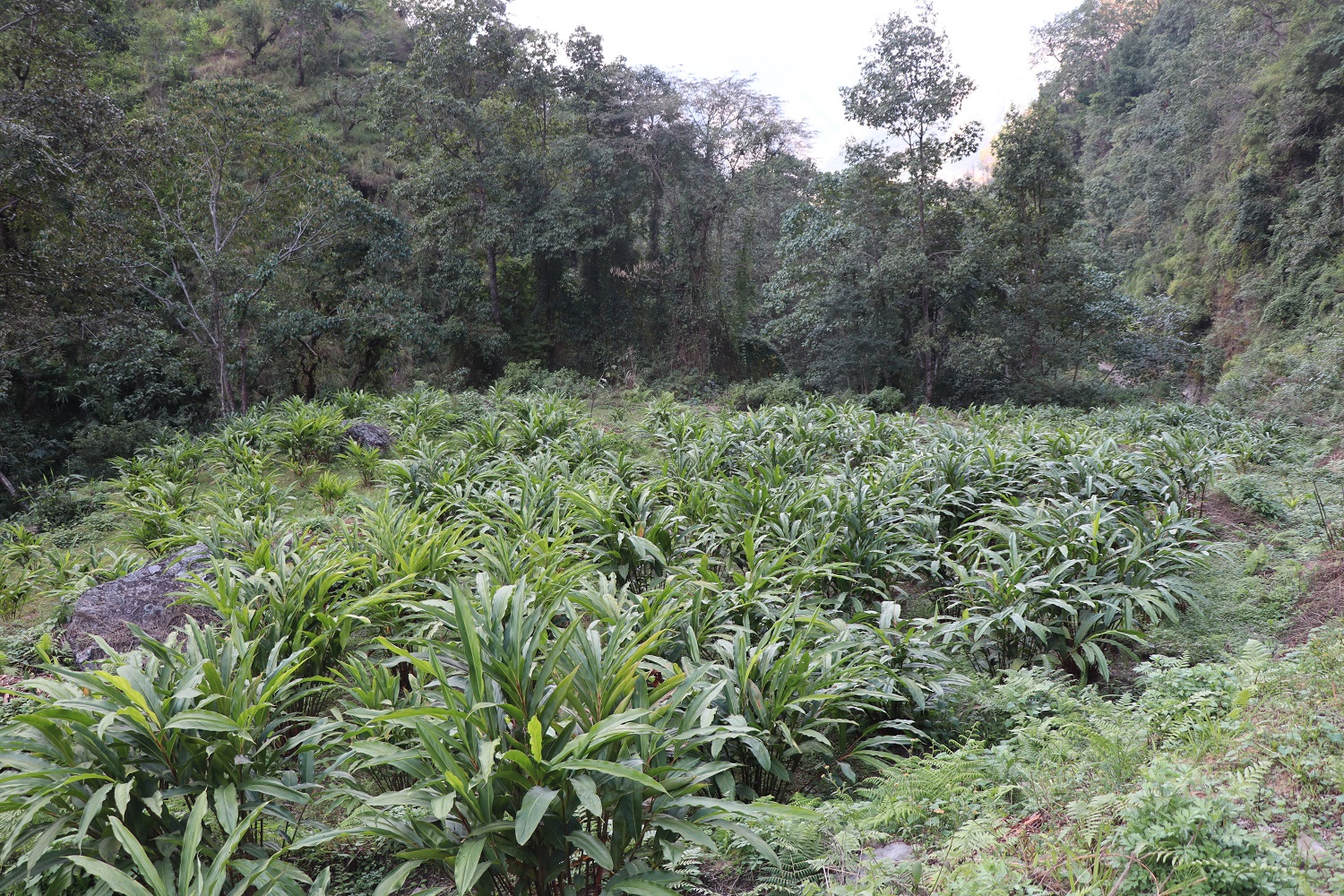 अर्मनमा अलैंचीखेतीको परीक्षण