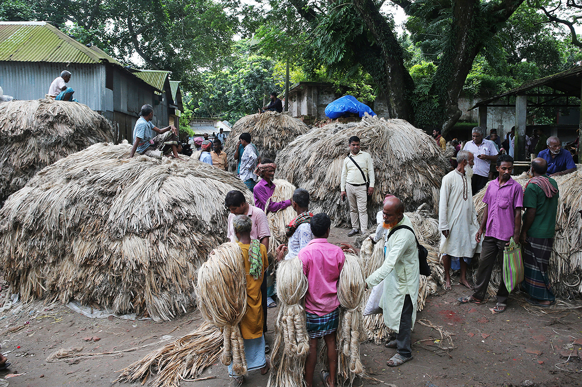 BANGLADESH-MANIKGANJ-JUTE-CULTIVATIONXxjpbeE007176_20250822_PEPFN0A001-1755860006.JPG