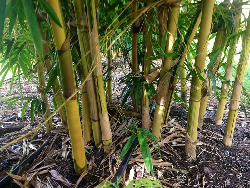 बाँसले पायो संरचनात्मक निर्माण सामग्रीको मान्यता