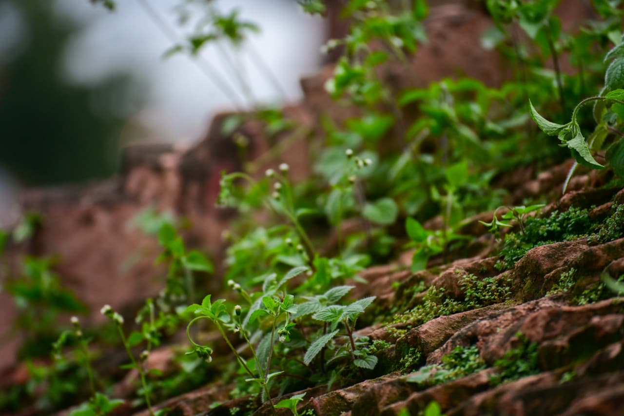 Basantapur-ma-Grass_NPL-(12)-1755495876.jpeg