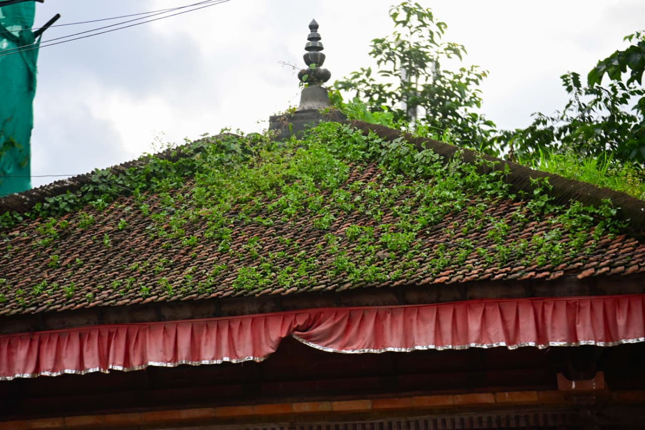 Basantapur-ma-Grass_NPL-(18)-1755495882.jpeg