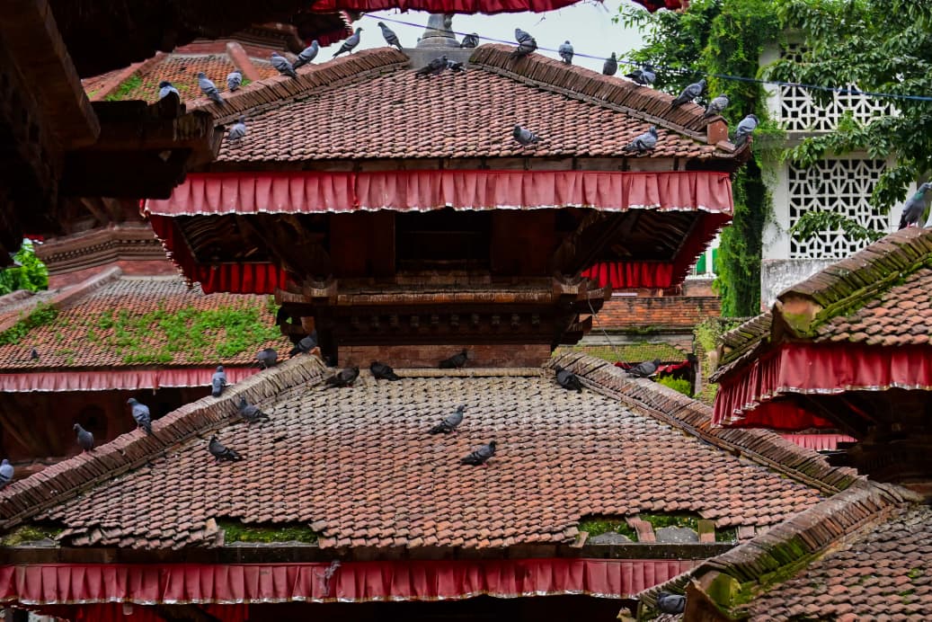 Basantapur-ma-Grass_NPL-(20)-1755495884.jpeg