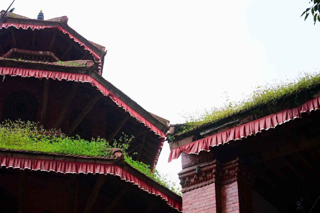 Basantapur-ma-Grass_NPL-(25)-1755495888.jpeg