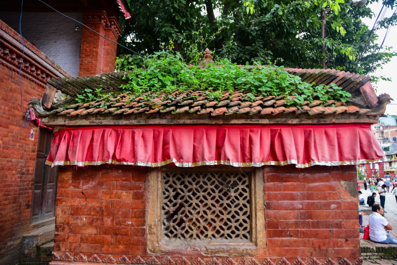 Basantapur-ma-Grass_NPL-(28)-1755495890.jpeg