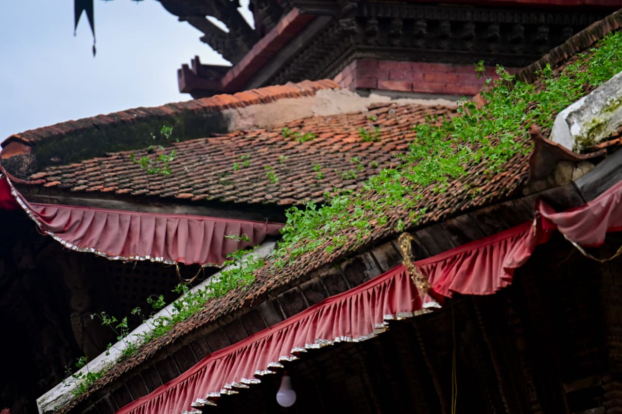Basantapur-ma-Grass_NPL-(29)-1755495891.jpeg