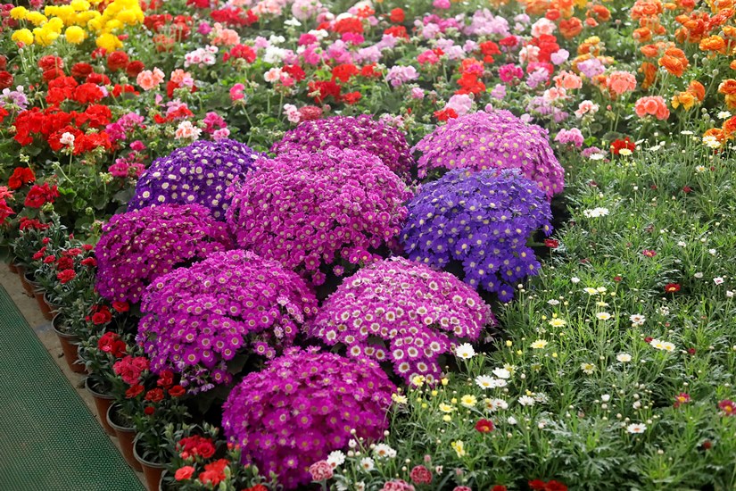 विभिन्न प्रजातिका फूल