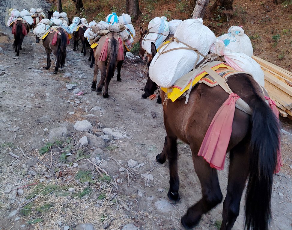 खच्चडबाट खाद्यान्न ढुवानी गरिँदै