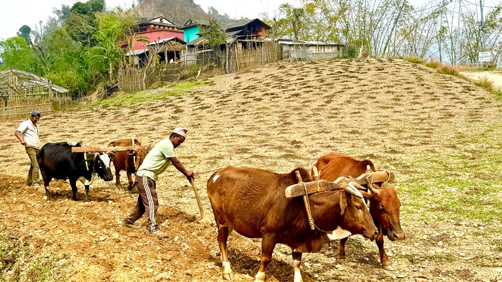 बारी जोत्दै किसान