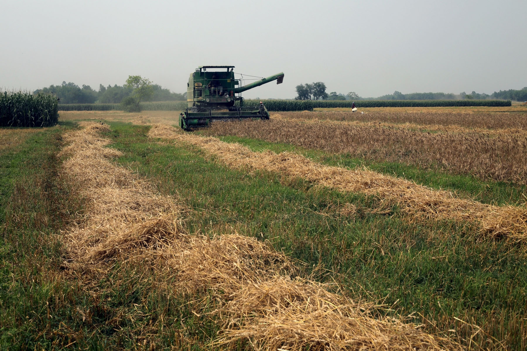 हार्भेस्टरबाट गहुँ काट्दै किसान