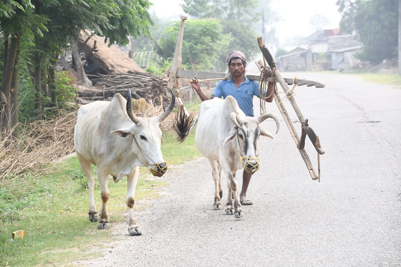 खेत जोत्न जाँदै