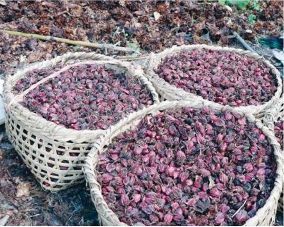 अलैंची निर्यात बढ्यो, चिया घट्यो