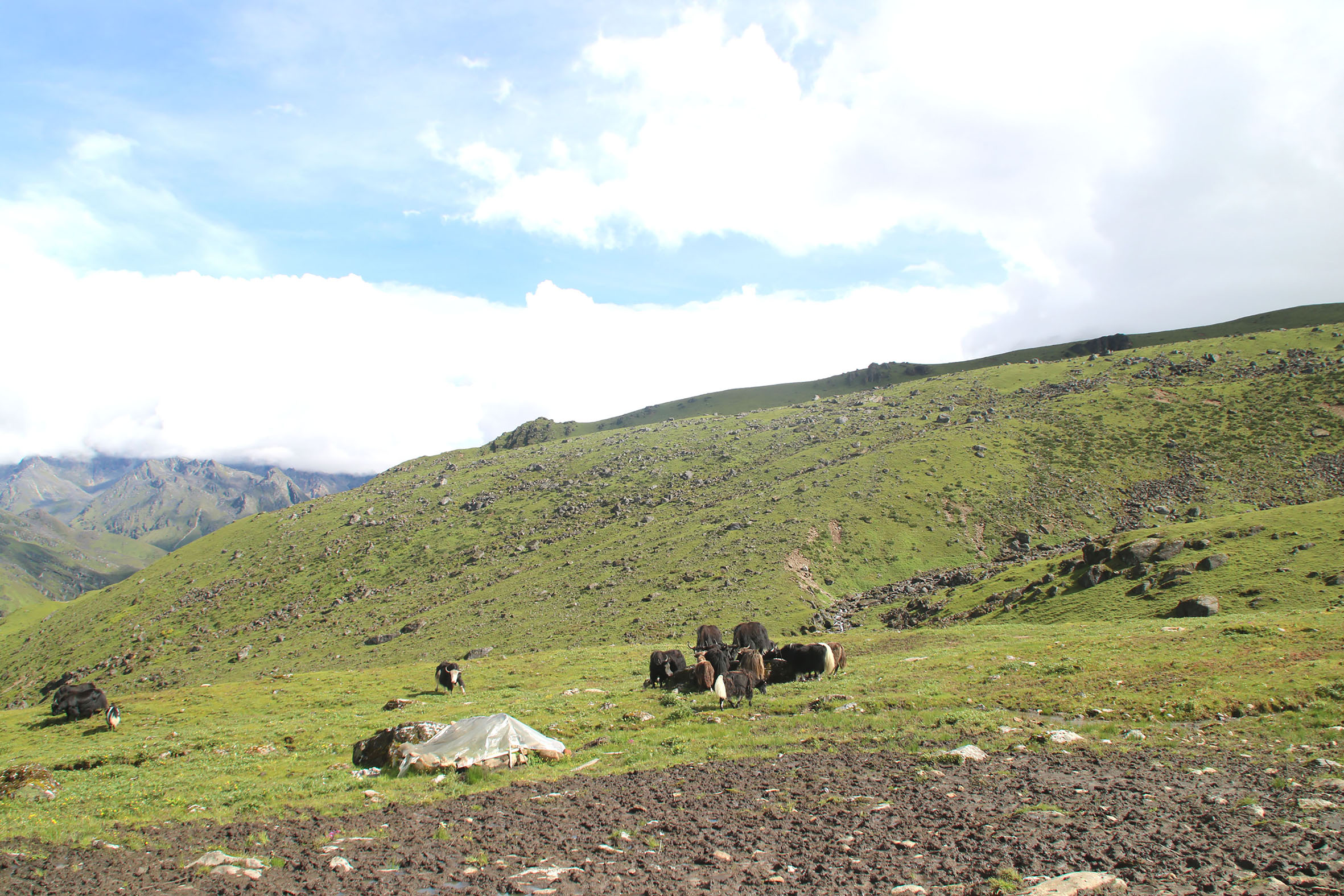 Chauri2-1755146734.jpg