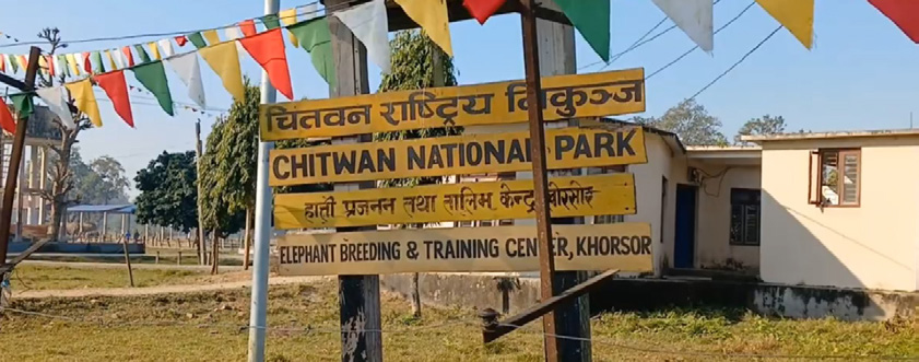 खोरसोरका दुई हात्ती बुधबार कतार जाँदै