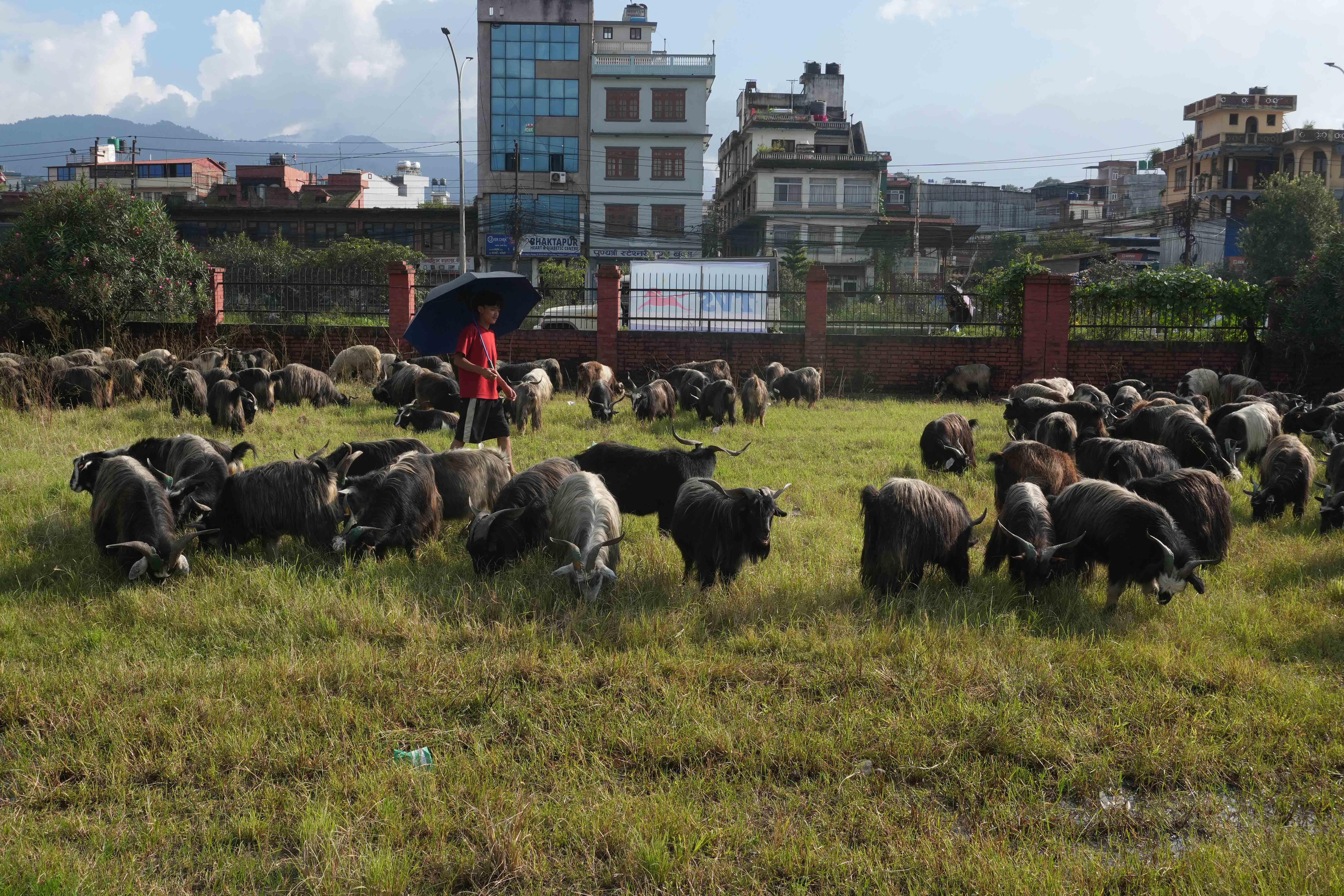 Chyangra_DSC02373-1758630046.jpg