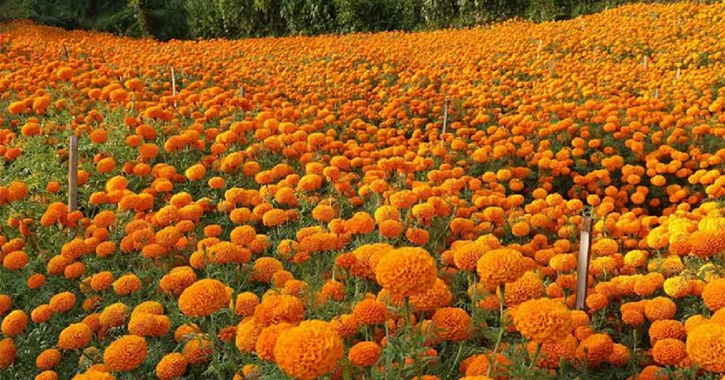 फूल आयातमा रोक लगाएपछि व्यावसायिक फूलखेतीमा किसानको आकर्षण बढ्दै