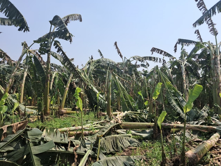 हावाहुरीले केराबारी र मकै खेतीमा ठूलो क्षति