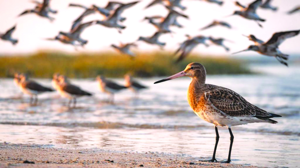 ३० हजार किमि उड्ने चरा संकटमा