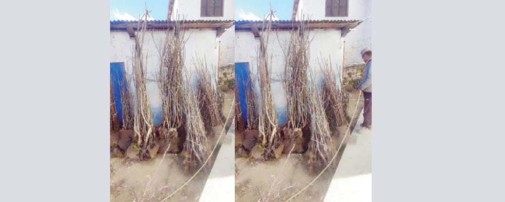 हुम्लामा विरुवा उत्पादन भएपछि कृषकलाई सहज