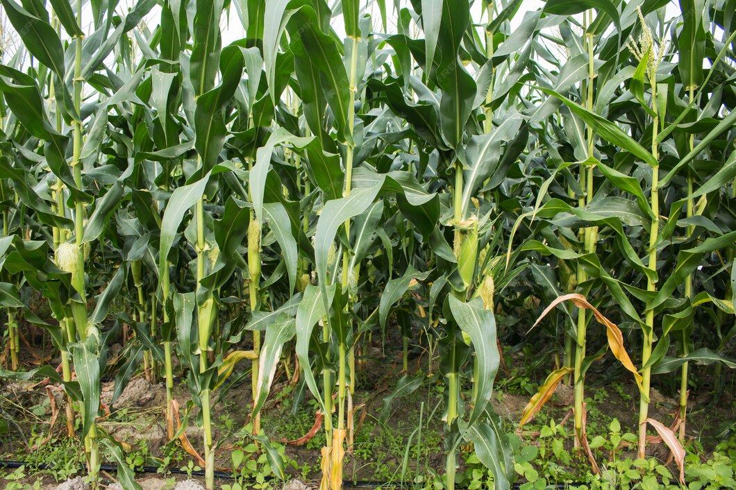 हाइब्रिडले निम्तिदै छ संकट