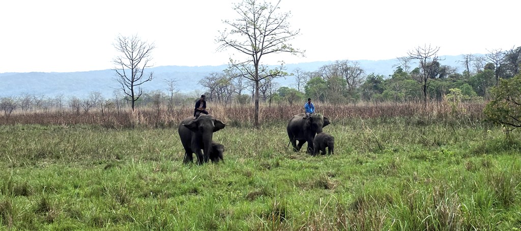 बरण्डाभार जङ्गलमा हाइकिङ र सन्ध्याकालीन सफारी