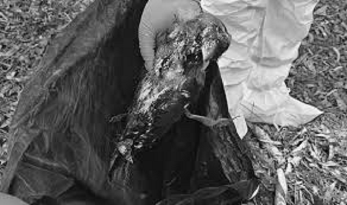 कीर्तिपुरमा मृत भेटिएका कागमा बर्डफ्लु पुष्टि