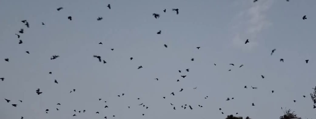 नारायणहिटी दरबार सङ्ग्रहालय अगाडि दुलालको काग सम्मेलन