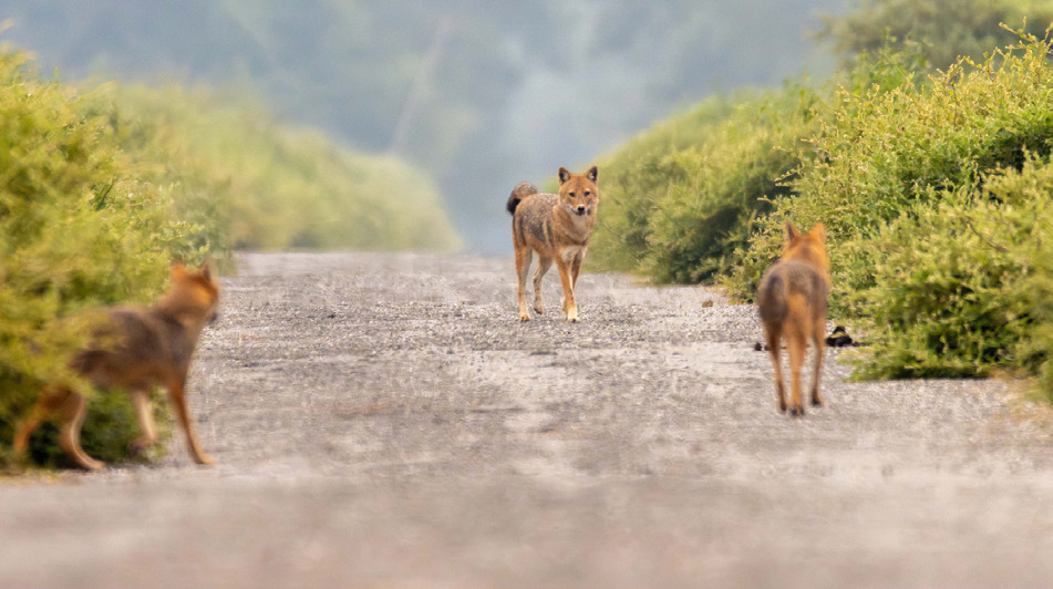 नेपालकाे पहिलो रामसार क्षेत्रकाे जैविक विविधतामा नकारात्मक असर