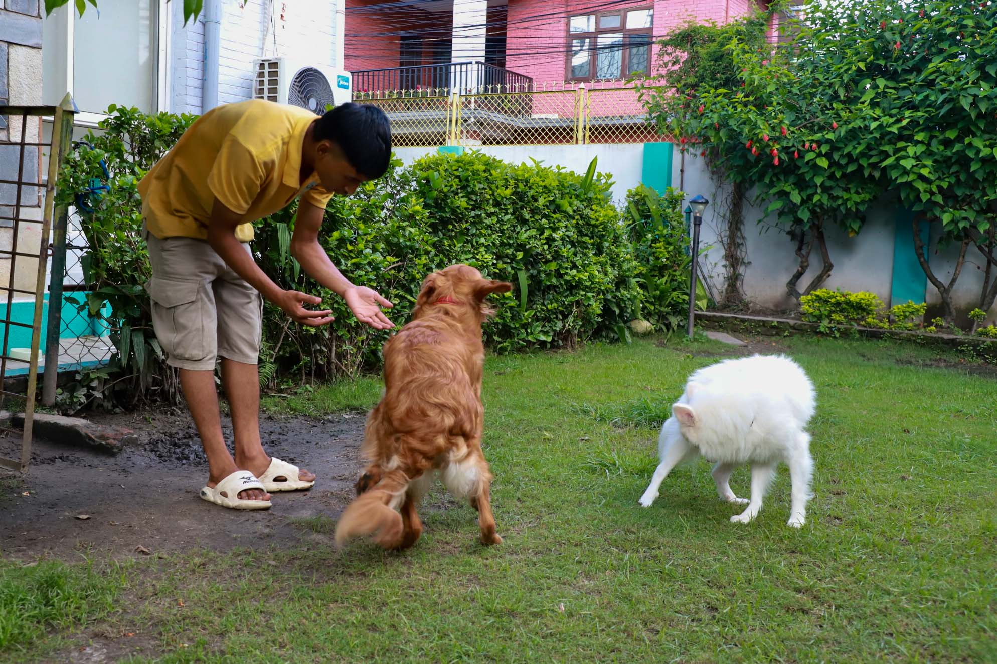 Pet-MAMA_Nepal-photo-library17-1755068747.jpg