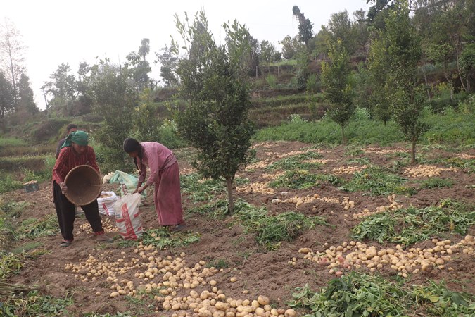 भोजपुरमा आलु थन्काउन किसान व्यस्त