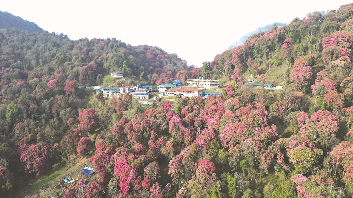 टाडापानीमा फुलेको लालीगुराँस