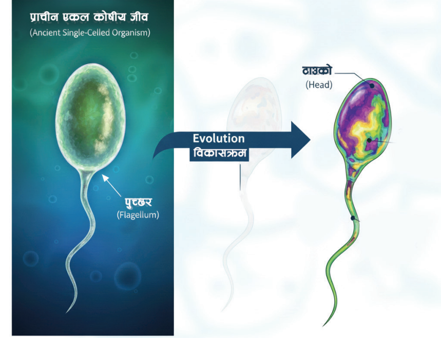 शुक्रकीटको विकासक्रमसम्बन्धी उत्पत्तिको खोजी