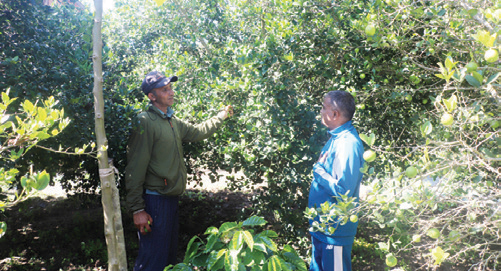 बहुवर्षीय खेती प्रणालीतर्फ आकर्षित हुँदै पौवादुङका किसान