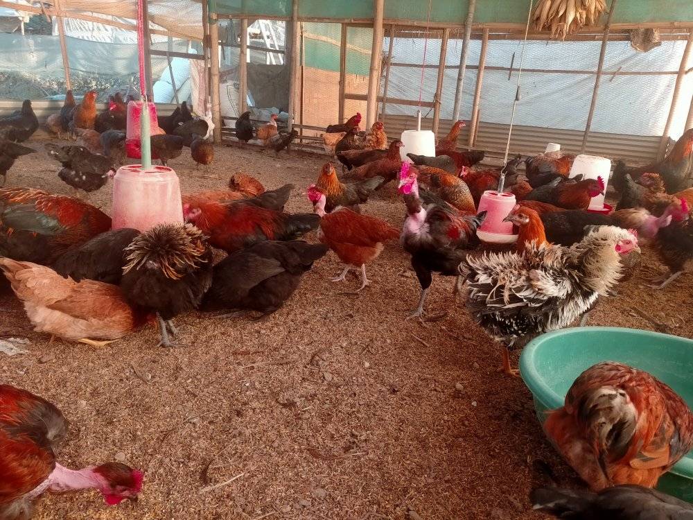 कोशी प्रदेशमा बर्डफ्लुको जोखिम