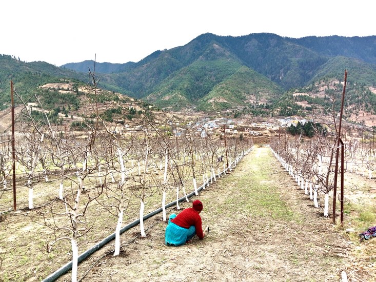 फुजी स्याउ