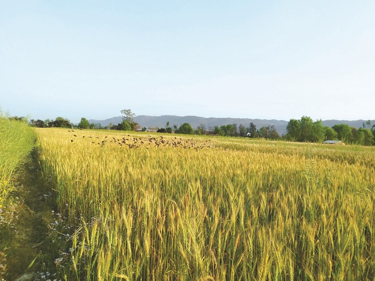 किसानले पाएनन् चैते धानको उचित मूल्य