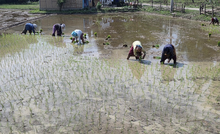 सुनसरीमा चैते धान रोपाइँ