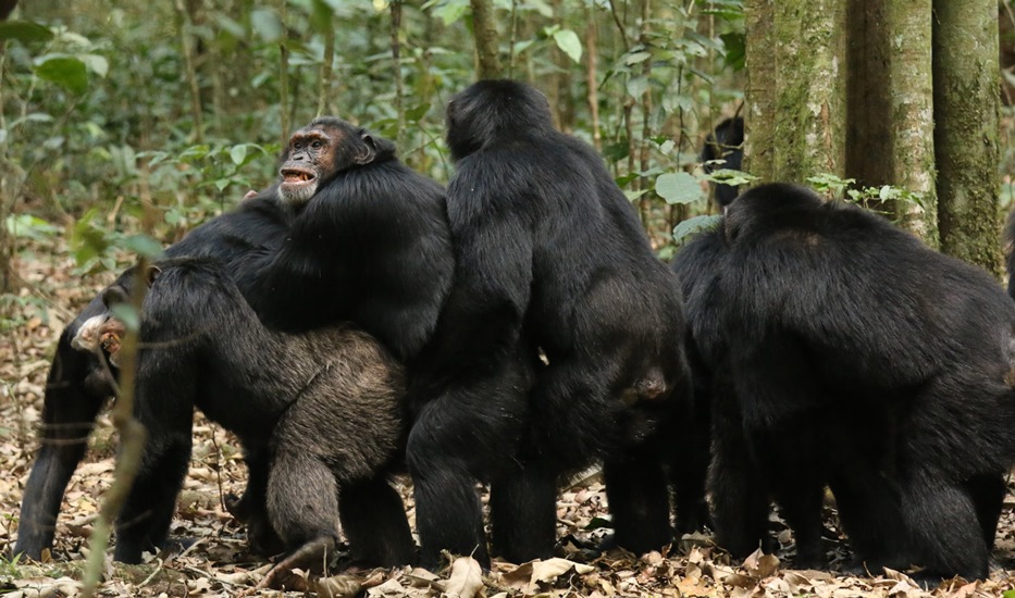 युद्धको विकासवादी जरा चिम्पाञ्जीलाई सोध्नू