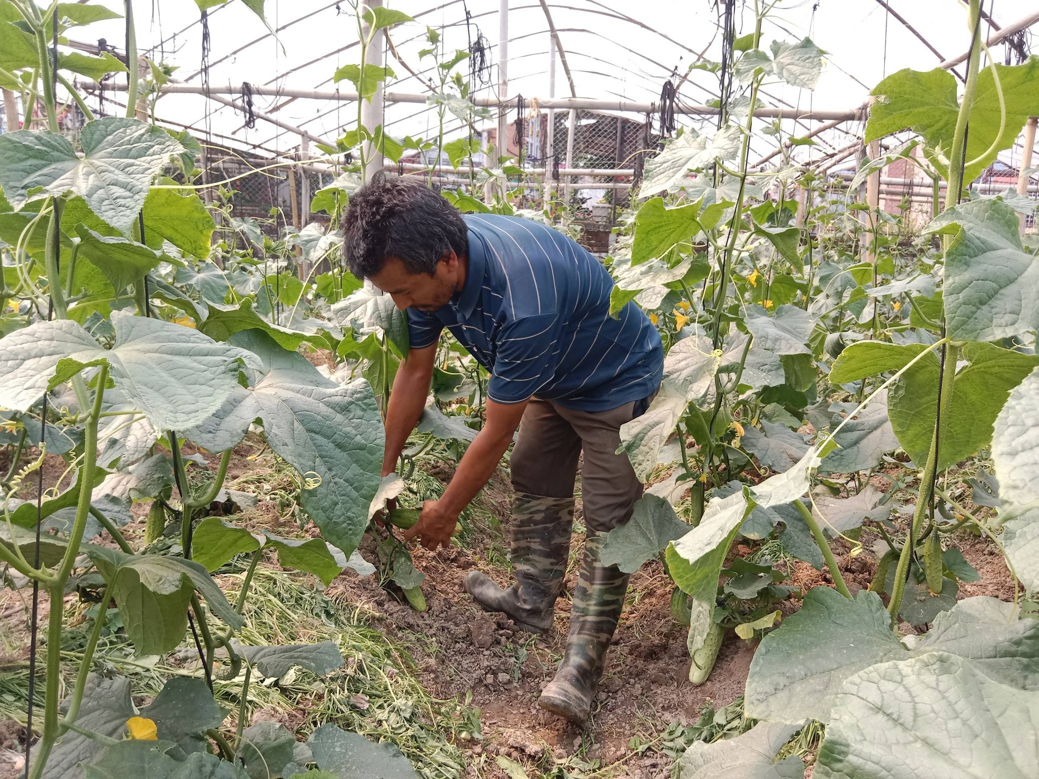 काभ्रेमा काँक्रो १५ रुपैयाँ किलो, काठमाडौंमा ८०