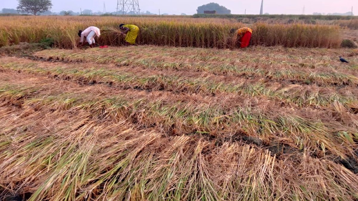 कात्तिक १५ गतेपछि मात्र धान भित्र्याउनू : कृषि विकास कार्यालय