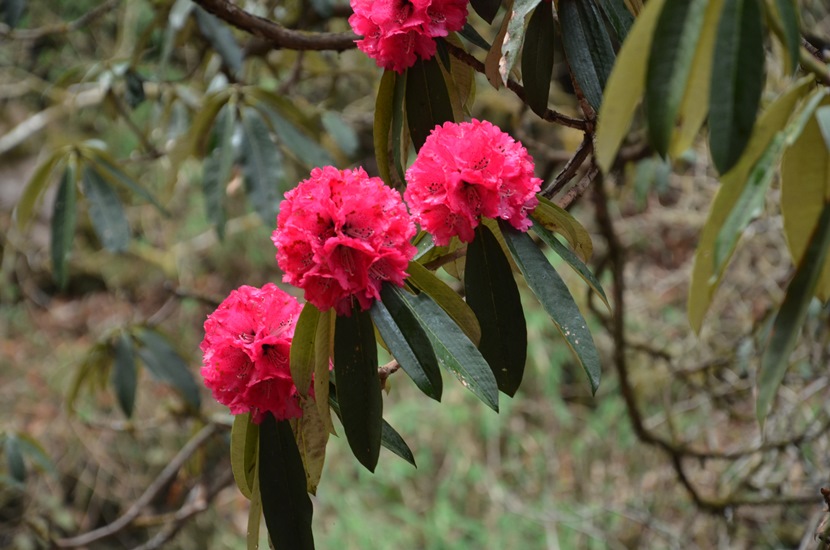 सौन्दर्यको खानी गुराँस संरक्षणका चुनौती