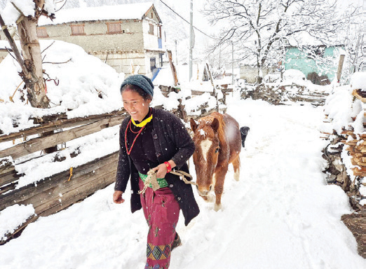 पहाडी क्षेत्रमा वर्षासँगै हिमपात