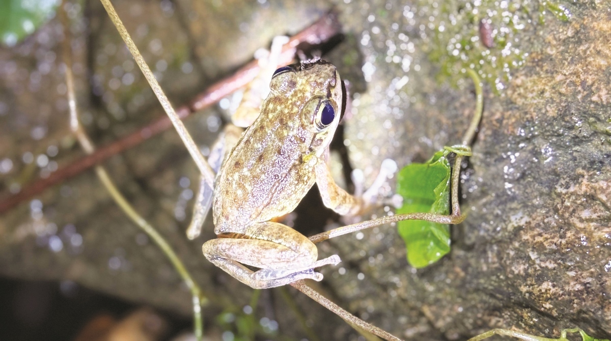 काली पाहा जोगाउने चुनौती