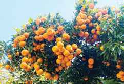 सुन्तलाले राम्रो मूल्य पाएपछि किसान उत्साहित