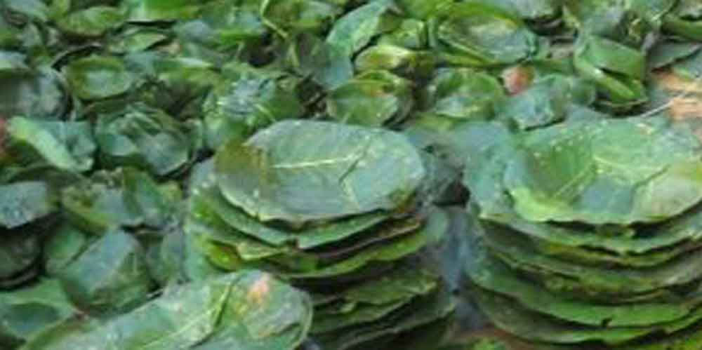 वातावरण संरक्षणमा माडीले देखाएको बाटो